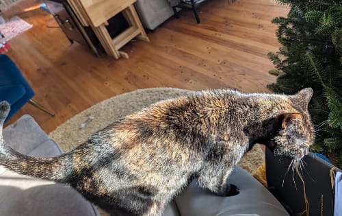 Do The Thing! Cyber Monday Edition